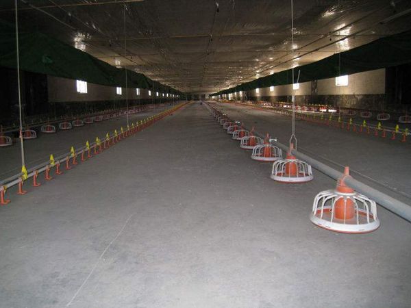 自動化平養(yǎng)設(shè)備